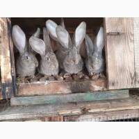 Продам кроликівв Бургундія, Калифорнія, Фландр, Строкач