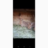 Продам кроликівв Бургундія, Калифорнія, Фландр, Строкач