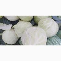 Продам капусту другого сорту