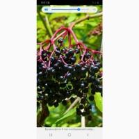 Купим сушеную ягоду БУЗИНЫ, рябины, терен, глод.Работаем с населением и занотовителями