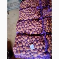 Продам картофель Таисия