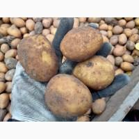 Продам картофель Таисия