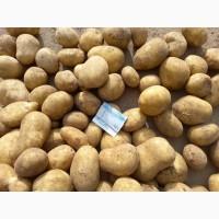 Продам картофель Таисия