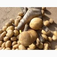 Продам картофель Таисия
