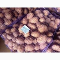 Продам картофель Таисия