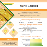 Продам! Надцукрові гібриди кукурудзи із різними сроками дозрівання