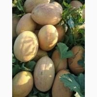 Продам дыню, сорт МАЗИМ, размер шестерочка, сладкая. Запорожская область, пгт Акимовка