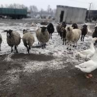 Продам барана Романовской породы на племя
