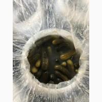 Продам огурец соленый урожай 2021 года цена договорная