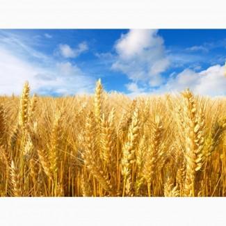 Купимо жито