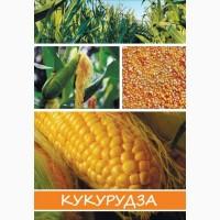 Насіння кукурудзи Амарок 290 ВНИС