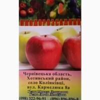 Продам яблоки