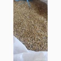 Продам овес сорт Зух