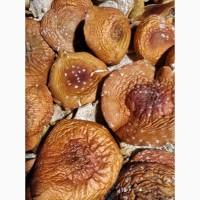 Продам сушені капелюшки червоного мухомора