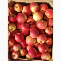 Яблука різних сортів опт