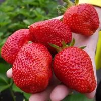 Куплю полуницю, малий опт Тернопіль на постійній основі