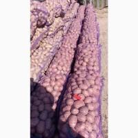Продам товарну картоплю