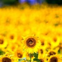 Соняшник Саксон, середньоранній, стійкий до вовчка, Гранстар, Стандарт плюс