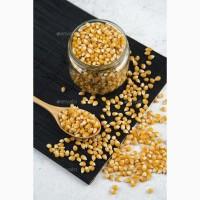 Продам кукурудзу, 500 т., Чернігівська обл., с.Велика Доч
