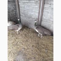 Індійські пави