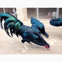 Інкубаційне яйце та курчата. Суматра: чорна, спліш. Птиця