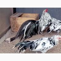 Інкубаційне яйце та курчата. Суматра: чорна, спліш. Птиця