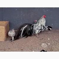 Інкубаційне яйце та курчата. Суматра: чорна, спліш. Птиця