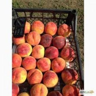 Солодкий персик гуртом - для ринку, заморозки та переробки