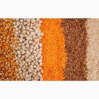 Закуповує Крупи: булгур, гречка, пшеничка, ячка, перлівка, кукурудза, пшоно