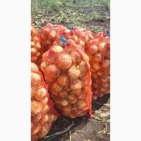 Продам цибулю