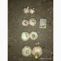 Продам товарний часник 2+ - + 6 та на переробку