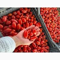 Продаю помідор сливка Брісколіно. ТОРГ