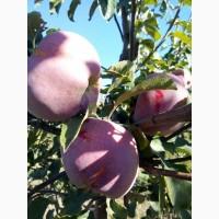 Продам яблука з молодого саду, сорт Сківське, Чемпіон, Флоріна