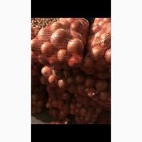 Продам цибуля сорт штутгарт