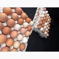 Продам Яйце домашнє (опт /дрібний опт /роздріб)