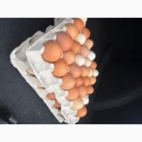 Продам Яйце домашнє (опт /дрібний опт /роздріб)