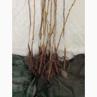 Саджанці горіха пекан сорту Грін рівер(вкс висота 120-140см.)