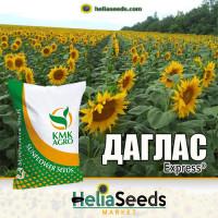 Насіння соняшнику ДАГЛАС під Гранстар