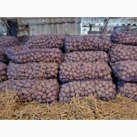 Продам картоплю, посадкову