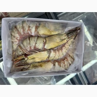 Wholesale seafood supplier Mauritania fishing coast Nouadhibou fishing harbor Nouakchot