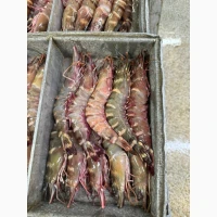 Wholesale seafood supplier Mauritania fishing coast Nouadhibou fishing harbor Nouakchot