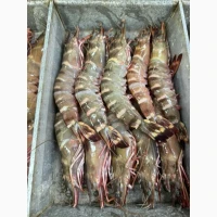 Wholesale seafood supplier Mauritania fishing coast Nouadhibou fishing harbor Nouakchot