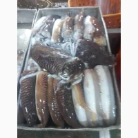 Wholesale seafood supplier Mauritania fishing coast Nouadhibou fishing harbor Nouakchot