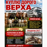 ВРх. Бики телята корови санбрак