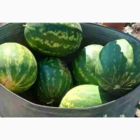Продам кавун оптом тамерлан 7-16