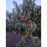 Продам персик оптом від виробника, Одеська область, 20-30 грн/кг