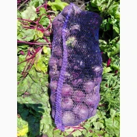 Продам буряк Водан опт