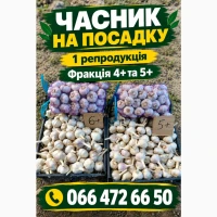 Продам часник 1 репродукції на посадку