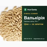 Ячмінь озимий Валькірія: сертифіковане насіння (СГІ, Одеса)