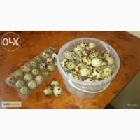Свежайшие, домашние вкусные яйца и мясо перепелов.(оптом и в розницу)